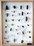 Closeup of second mounted insect piece