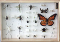 Closeup of mounted insects element